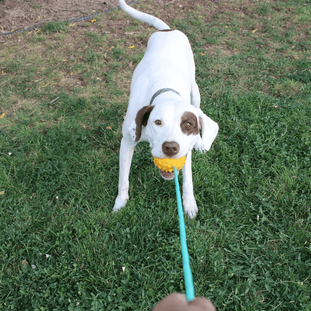 Mako Durable Chew Rope Toy for Powerful Chewers-3