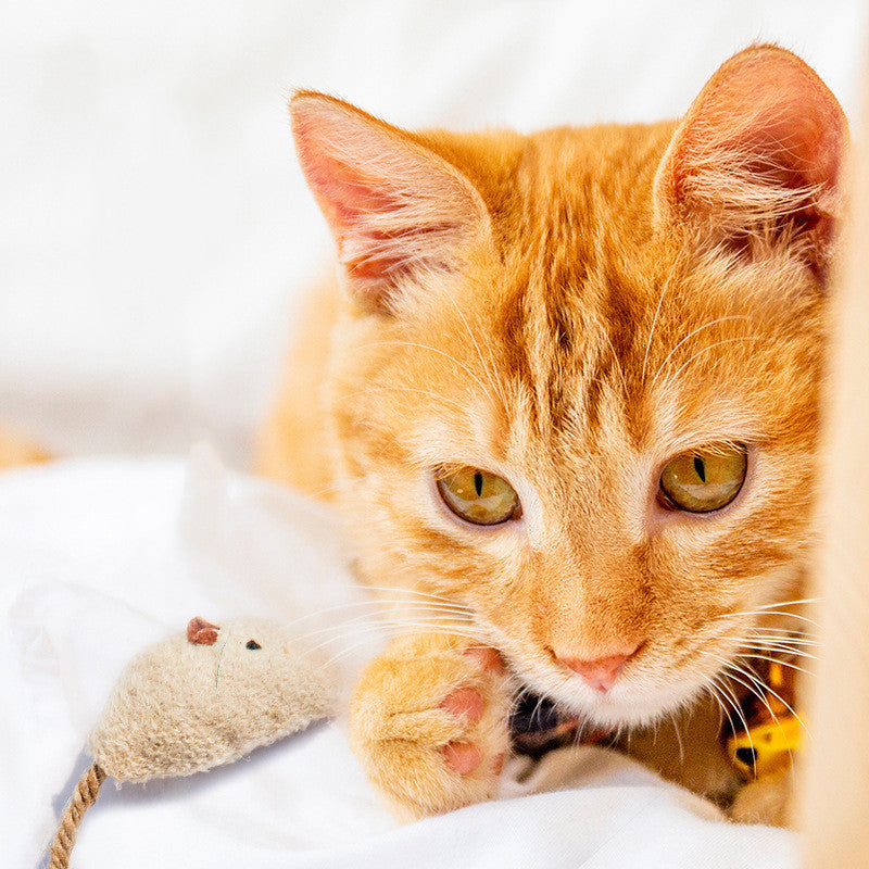 Funny Cat Toy