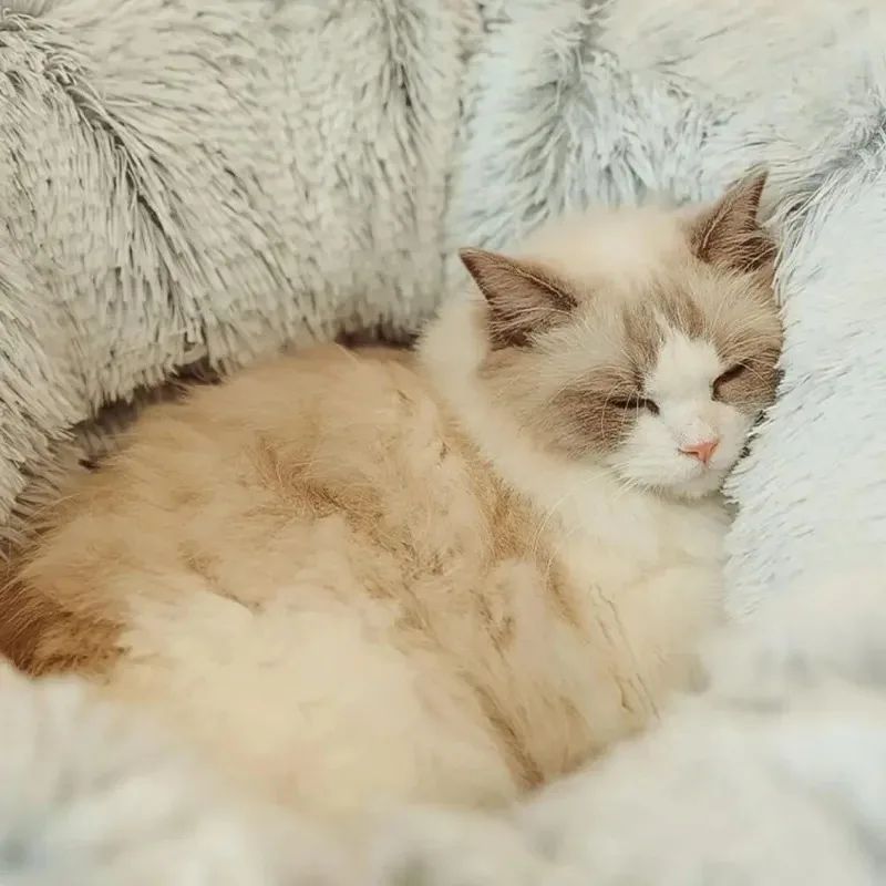 The Pawfectly Warm Bed